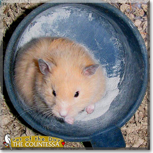 The Countessa, the Pet of the Day The Countessa, the Pet of the Day