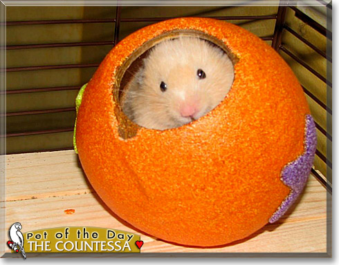 The Countessa, the Pet of the Day The Countessa, the Pet of the Day