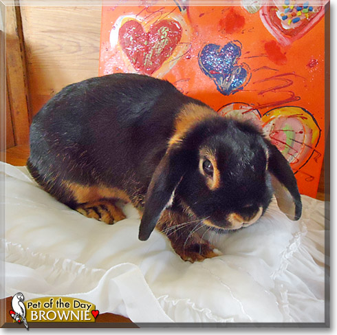 Brownie, the Pet of the Day Brownie, the Pet of the Day