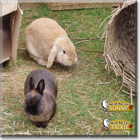 Trixie, Sunny, the Pet of the Day Trixie, Sunny, the Pet of the Day