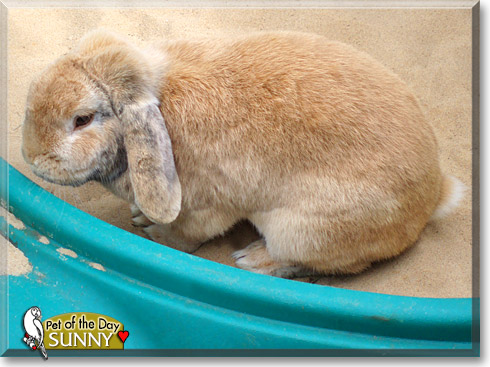 Trixie, Sunny, the Pet of the Day Trixie, Sunny, the Pet of the Day