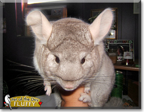 Fluffy, the Pet of the Day Fluffy, the Pet of the Day