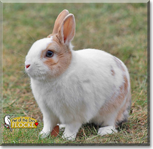 Flocke, the Pet of the Day Flocke, the Pet of the Day
