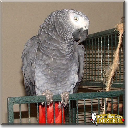Dexter, the Pet of the Day Dexter, the Pet of the Day
