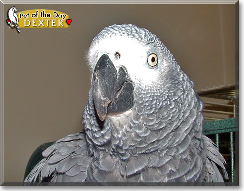 Dexter, the Pet of the Day Dexter, the Pet of the Day