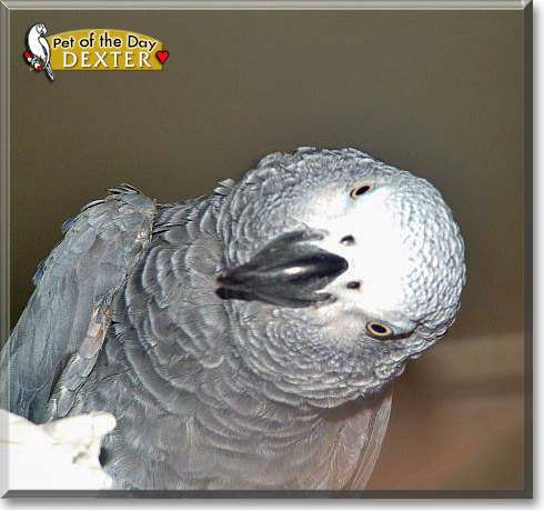 Dexter, the Pet of the Day Dexter, the Pet of the Day