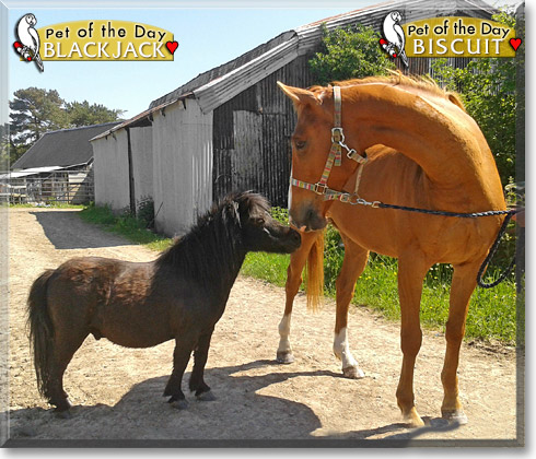 Blackjack, Biscuit, the Pet of the Day Blackjack, Biscuit, the Pet of the Day