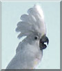 Amigo the Umbrella Cockatoo