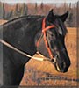 Selah the Percheron