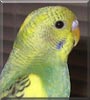 Stewie the Parakeet