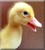 Fritz the Duck