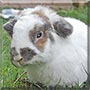 Thistle the Rabbit