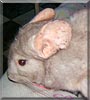 Romeo the Chinchilla