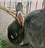 Sammy the Dwarf Rabbit