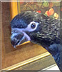 Malachai the Black Lorikeet