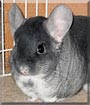 Patty the Black Velvet Chinchilla