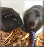 Moritz, Lara the Guinea Pig