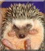Briar the African Pygmy Hedgehog