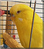 Laura the Budgie