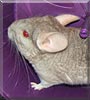 Snickers the Chinchilla