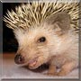 Azami the African Pygmy Hedgehog