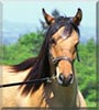 Aurelio the Kiger Mustang