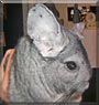 Midnight the Chinchilla