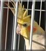 Salt the Cockatiel