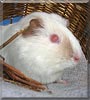 Emil the Albino Guinea pig
