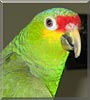 Red the Red Lored Amazon Parrot