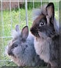 Caesar, Cleopatra the Lionhead Rabbit