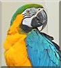 Mojo the Blue and Gold Macaw