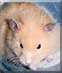 The Countessa the Syrian Hamster