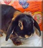 Brownie the Lop rabbit