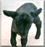 Rudolph the Lamb