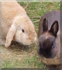 Trixie, Sunny the Dwarf, Lop rabbit