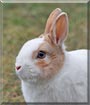 Flocke the Rabbit