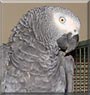Dexter the African Grey Parrot