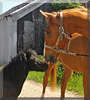 Blackjack, Biscuit the Pony, Horse