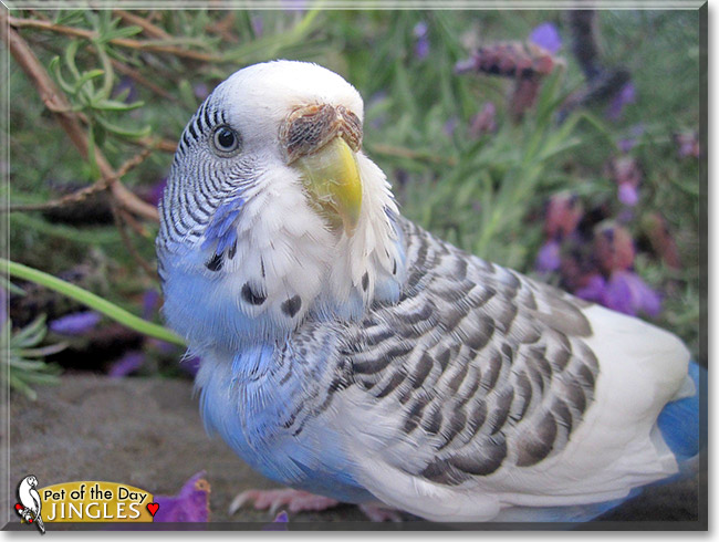 Jingles, the Pet of the Day Jingles, the Pet of the Day