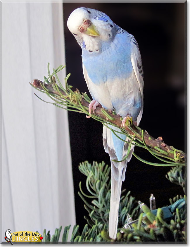 Jingles, the Pet of the Day Jingles, the Pet of the Day