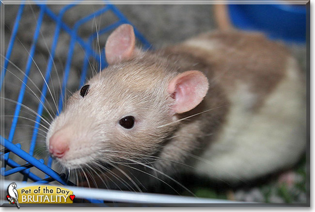 Brutality, the Pet of the Day Brutality, the Pet of the Day