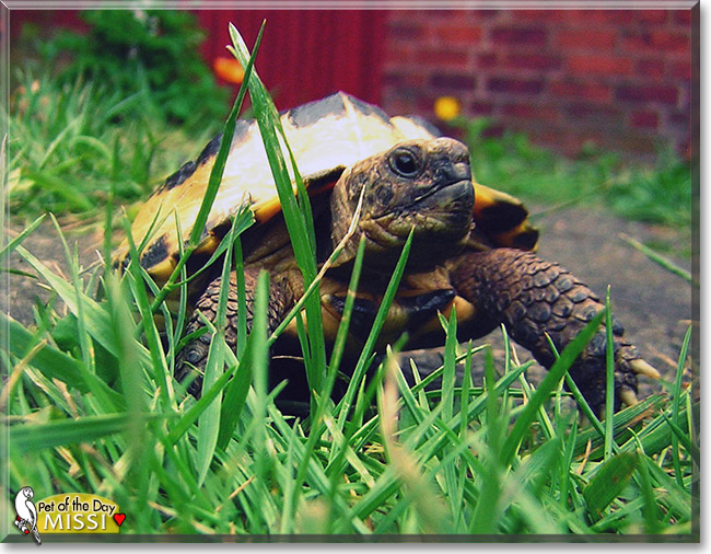 Missi, the Pet of the Day Missi, the Pet of the Day