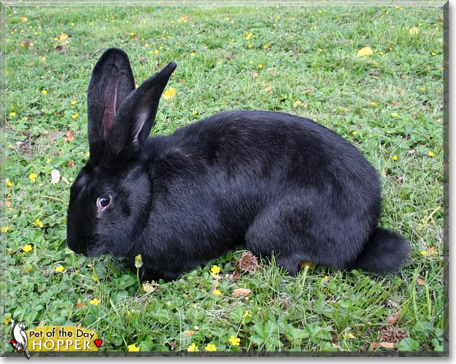 Hopper, the Pet of the Day Hopper, the Pet of the Day