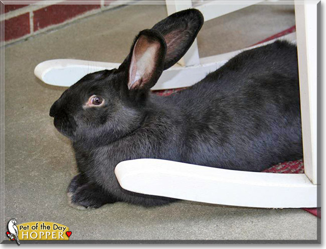 Hopper, the Pet of the Day Hopper, the Pet of the Day