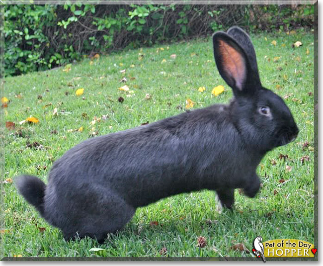 Hopper, the Pet of the Day Hopper, the Pet of the Day