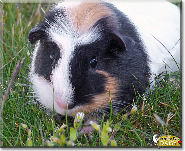 Daisy, the Pet of the Day