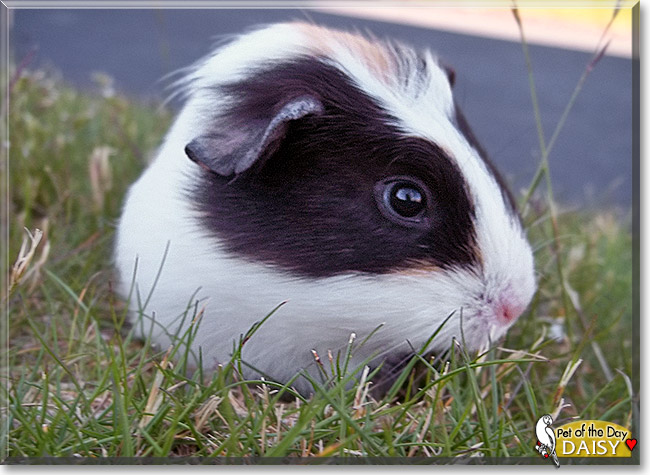 Daisy, the Pet of the Day Daisy, the Pet of the Day