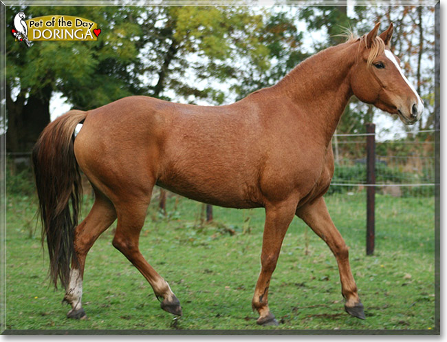 Doringa, the Pet of the Day