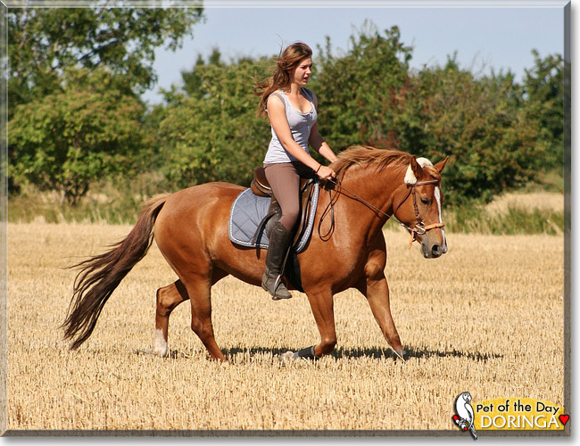 Doringa, the Pet of the Day Doringa, the Pet of the Day